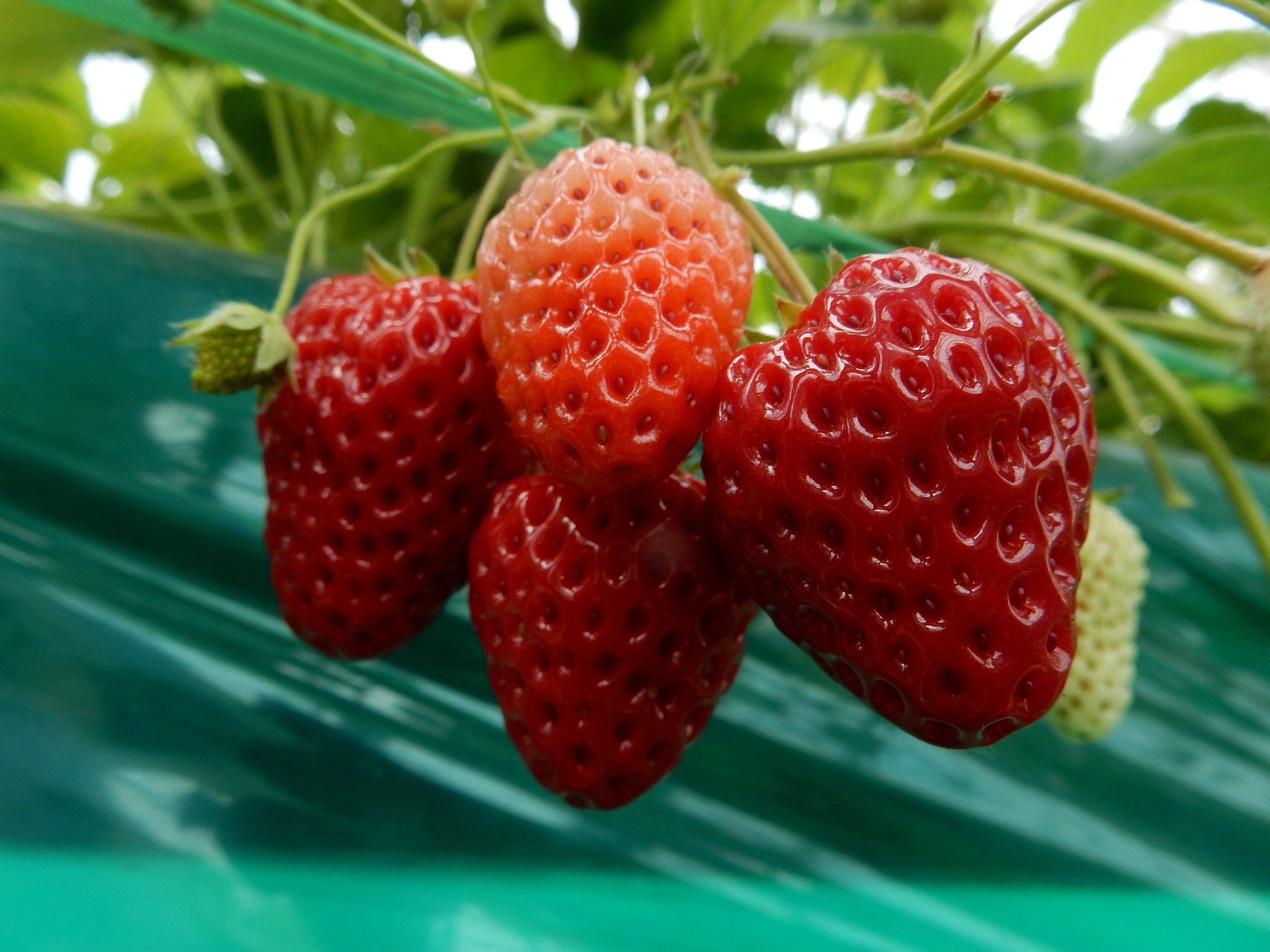 380．《クサイチゴ（草苺）》 | ニッセイ緑の財団ニュース